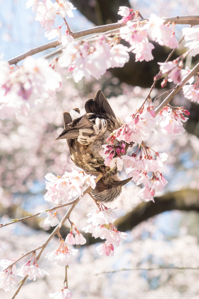 Bird on a cherry tree branch