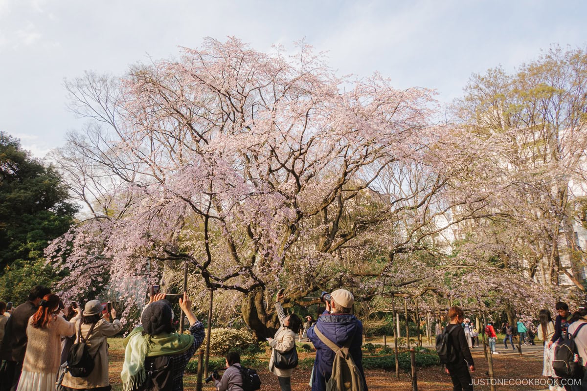 People taking pictures of a cherry tree