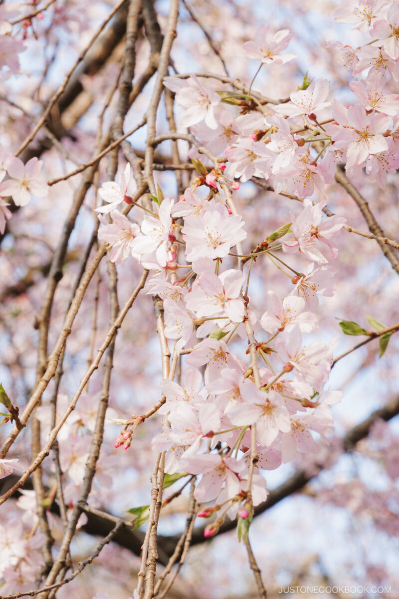 Pink cherry blossoms