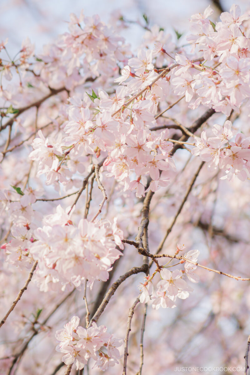 Pink cherry blossoms