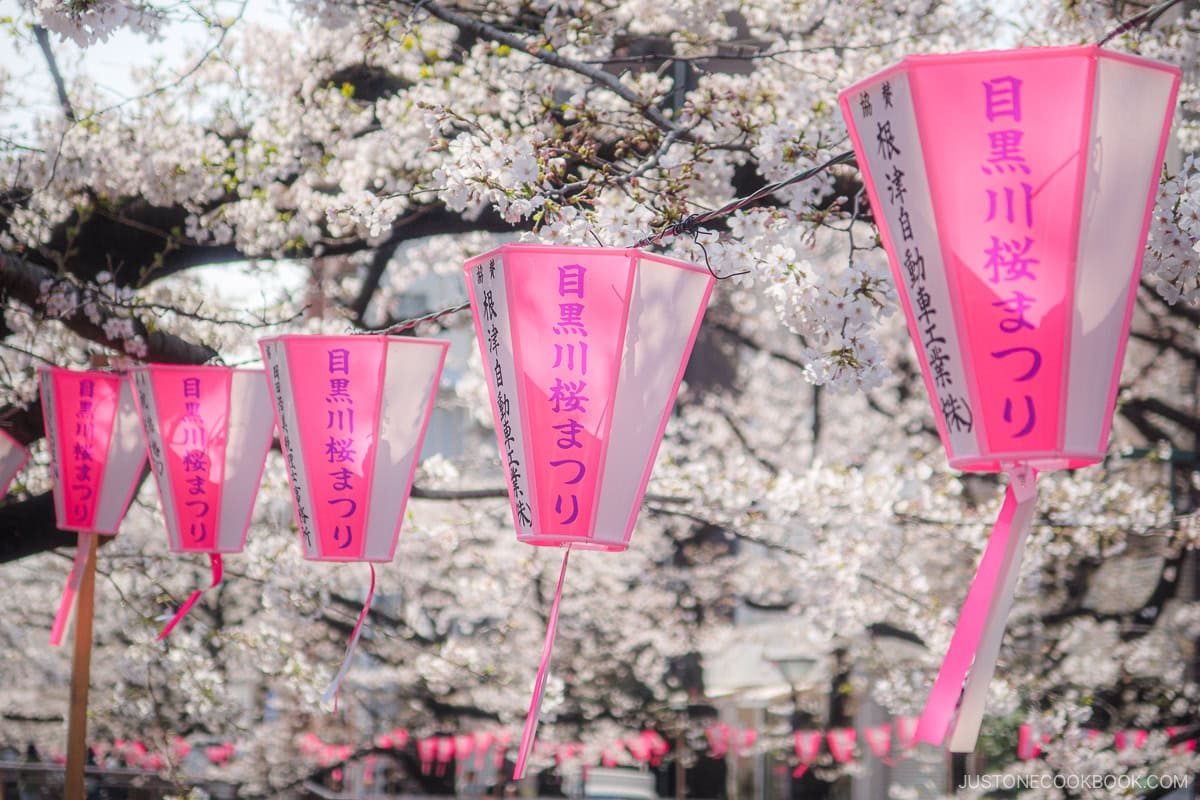 Festival lanterns amongst cherry blossoms