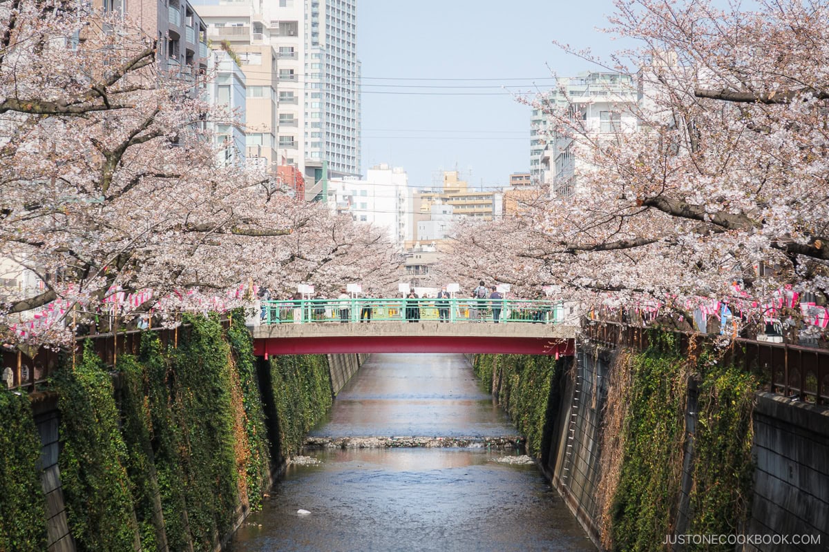 River lined with cherry blossom trees with a bridge in the background