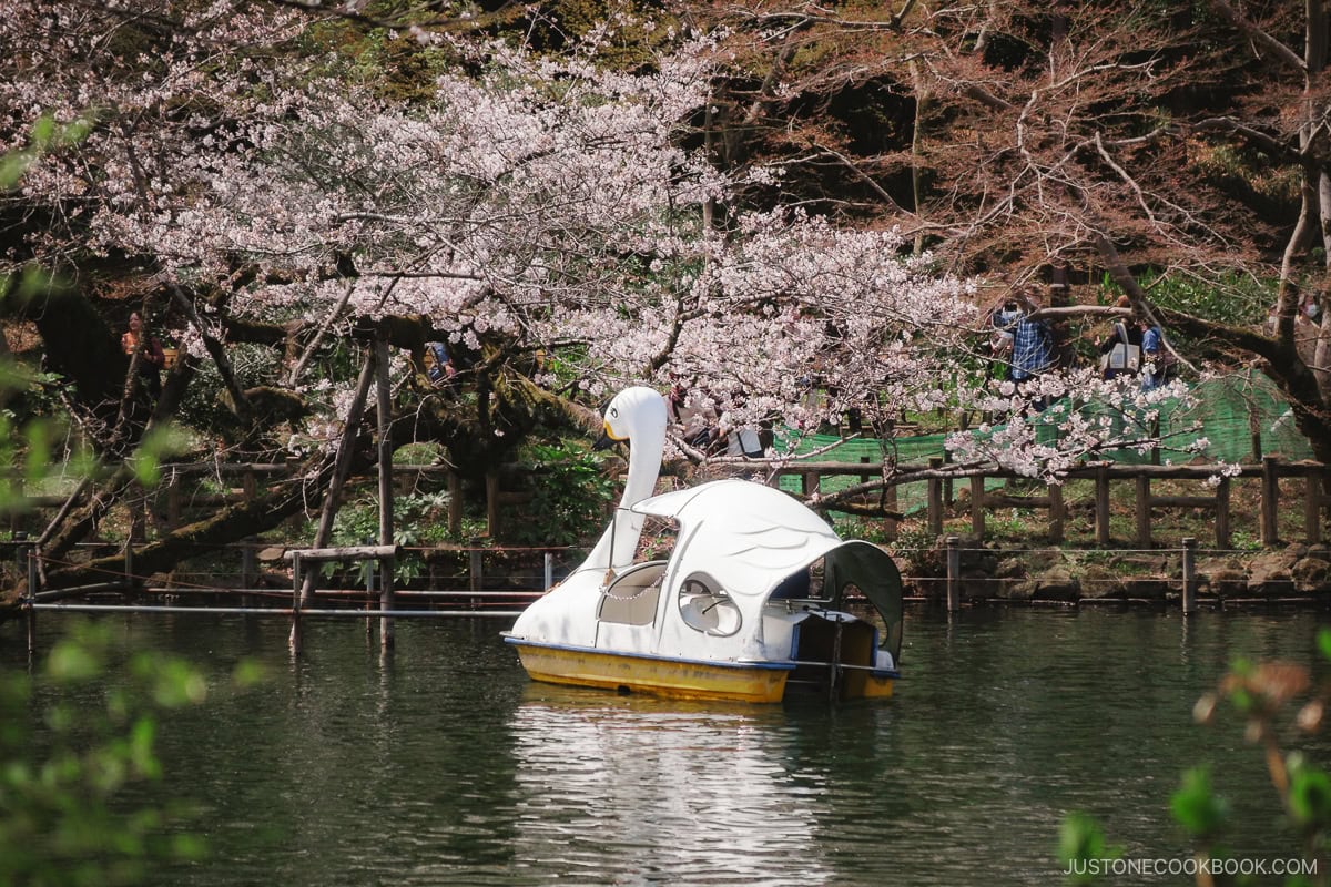 People riding a swan boat next to cherry blossoms