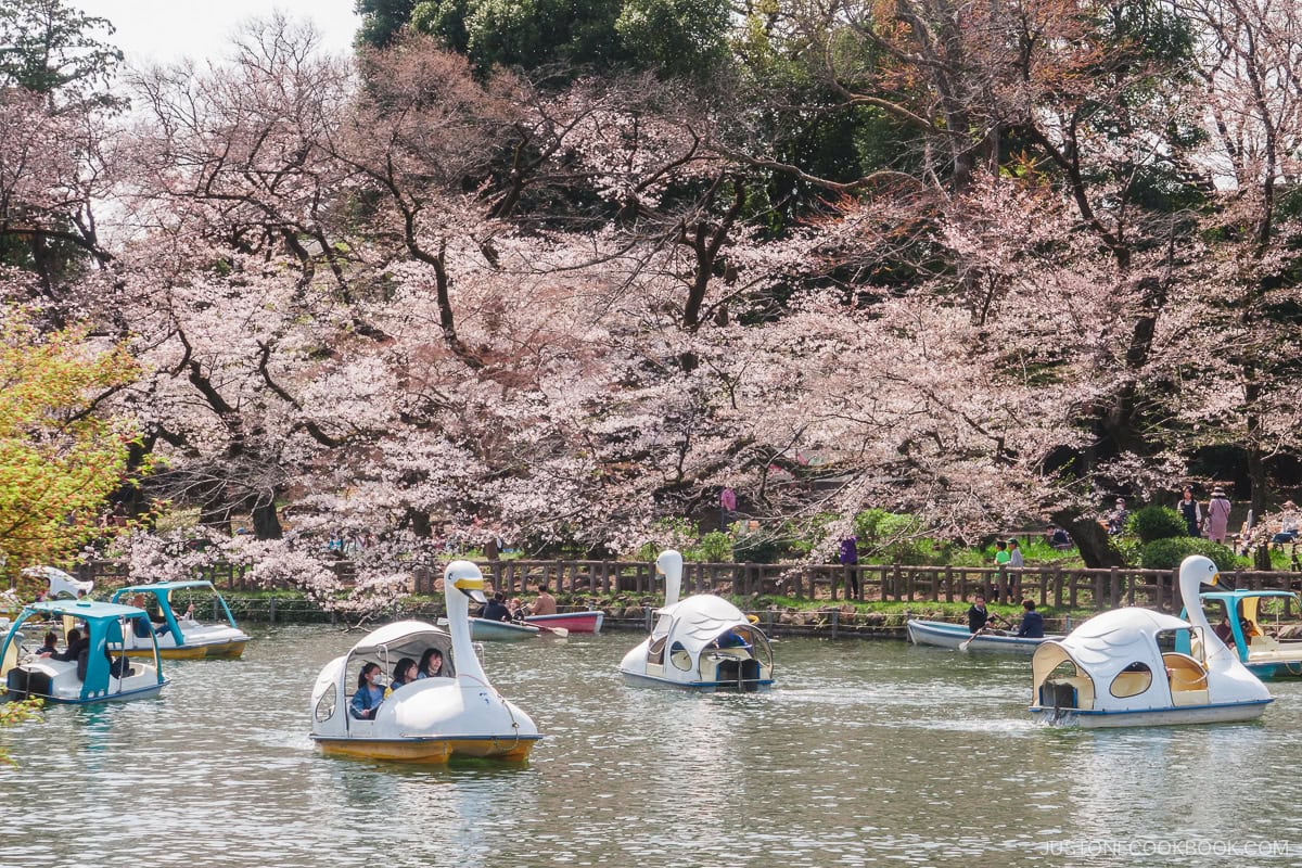 People riding a swan boat next to cherry blossoms