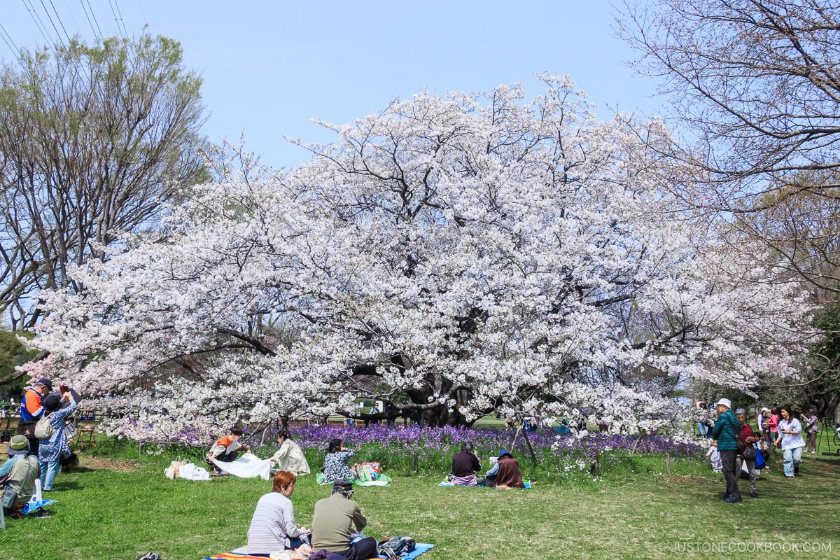 People enjoying picnics under cherry blossoms