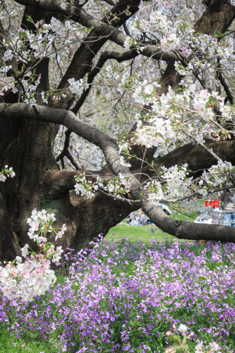 White cherry blossoms