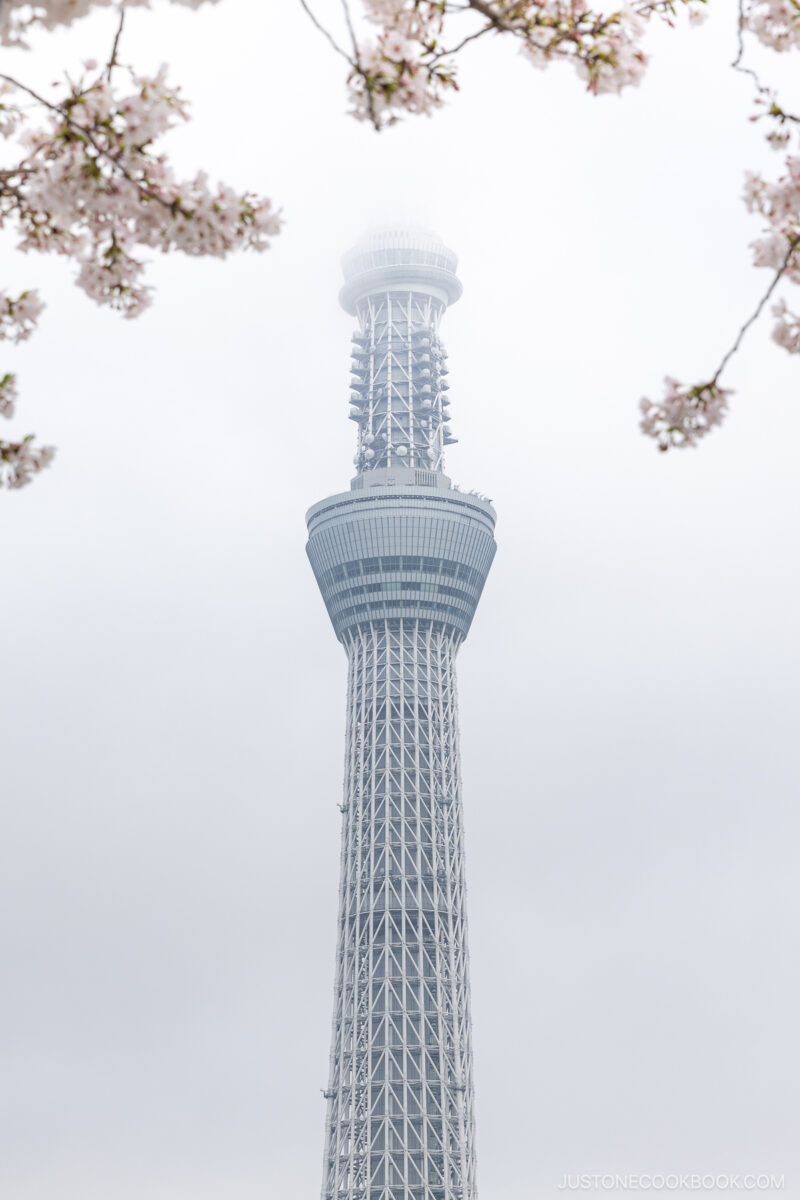 Tokyo sky tree with cherry blossoms