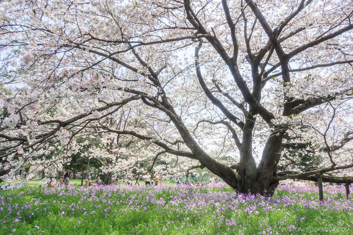 Cherry blossom tree