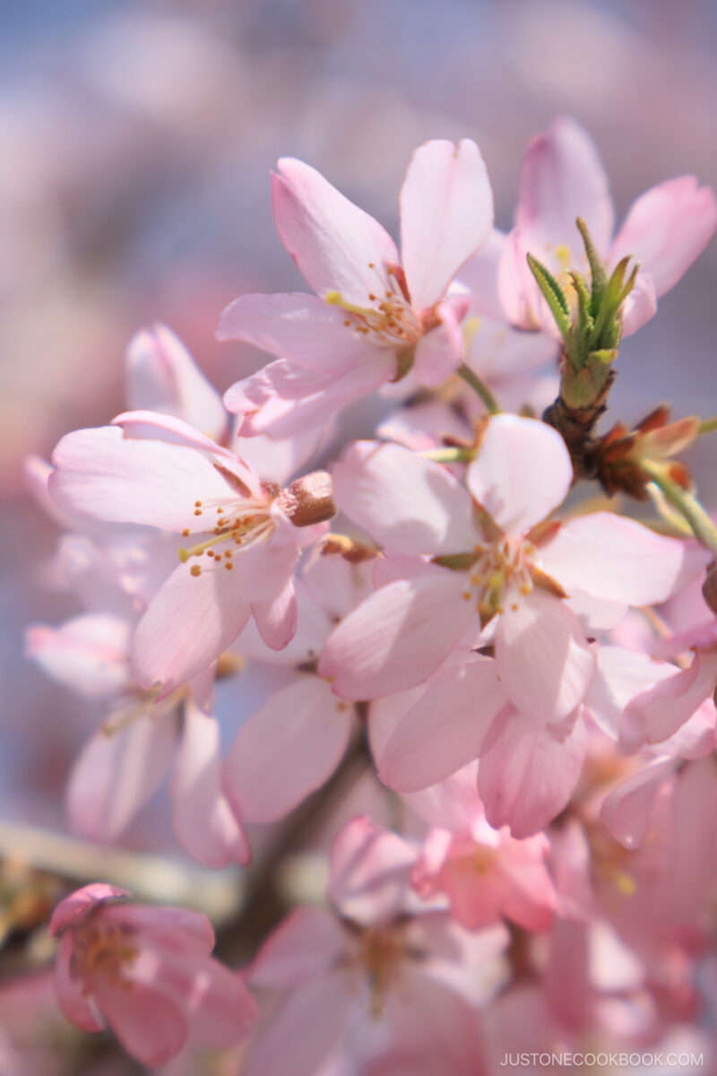 Pink cherry blossoms