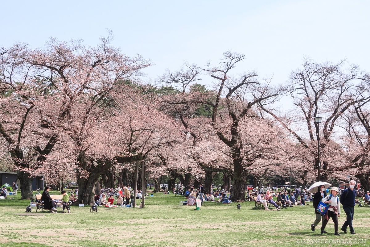 People enjoying picnics under cherry blossoms