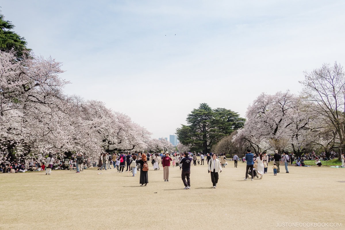 Japanese Park with cherry blossoms