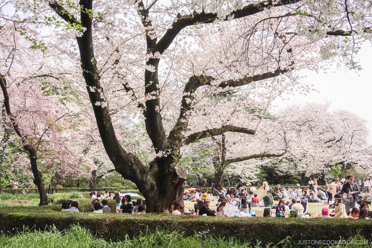 People enjoying picnics under cherry blossoms in a park