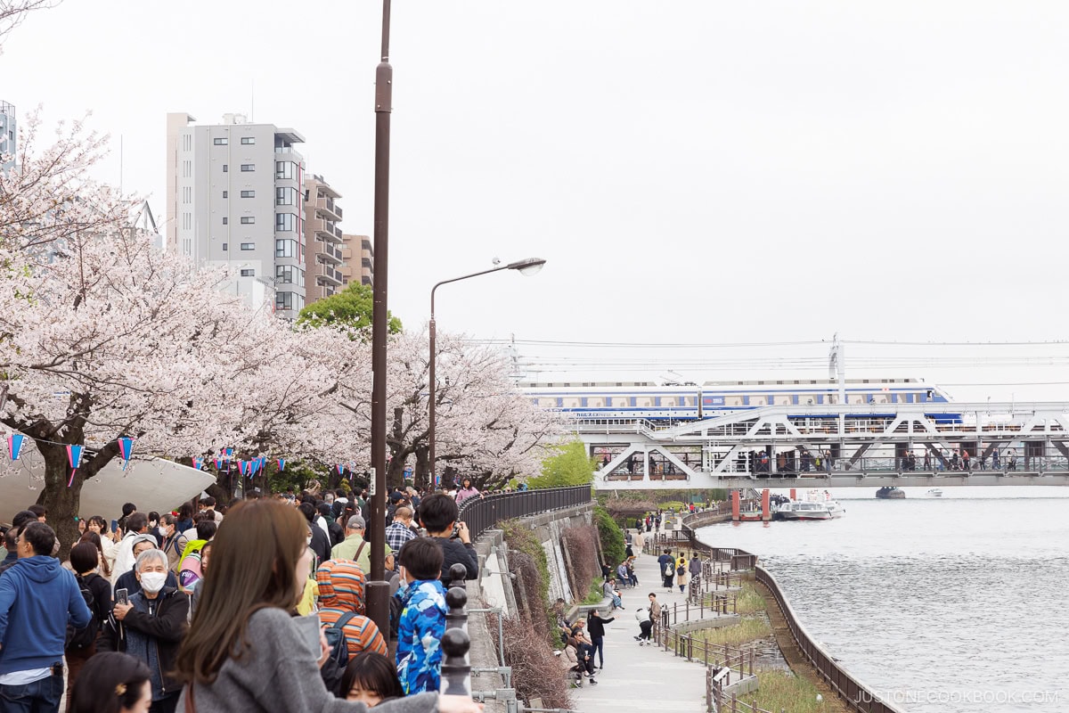 Riverside park with cherry blossoms and train in the background