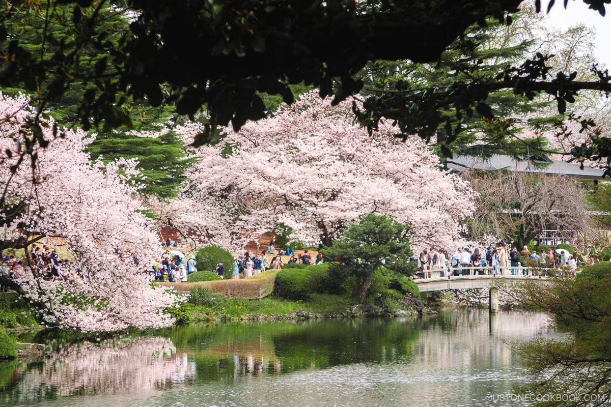 People walking across a bridge under cherry blossoms