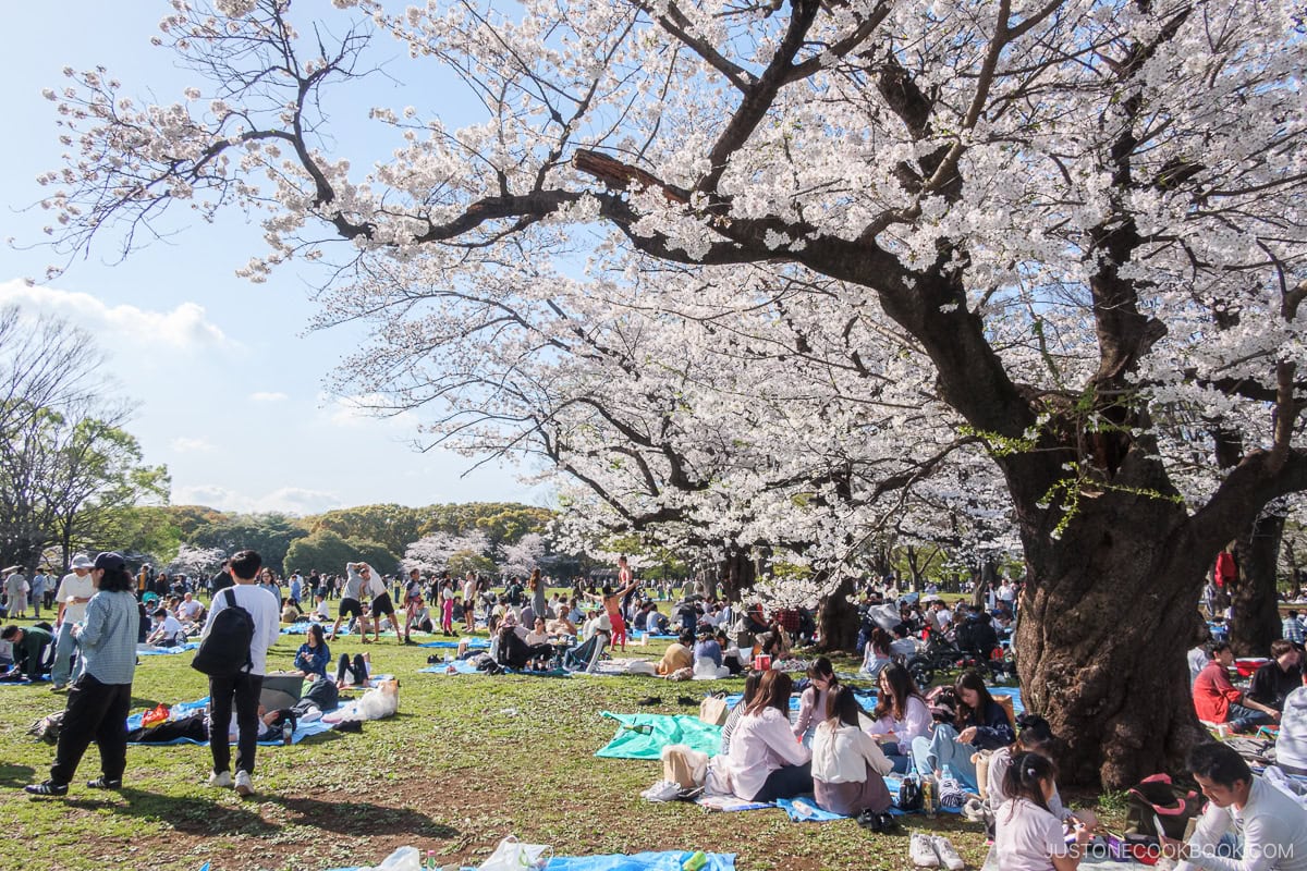 People enjoying picnics under cherry blossoms in Japanese Park