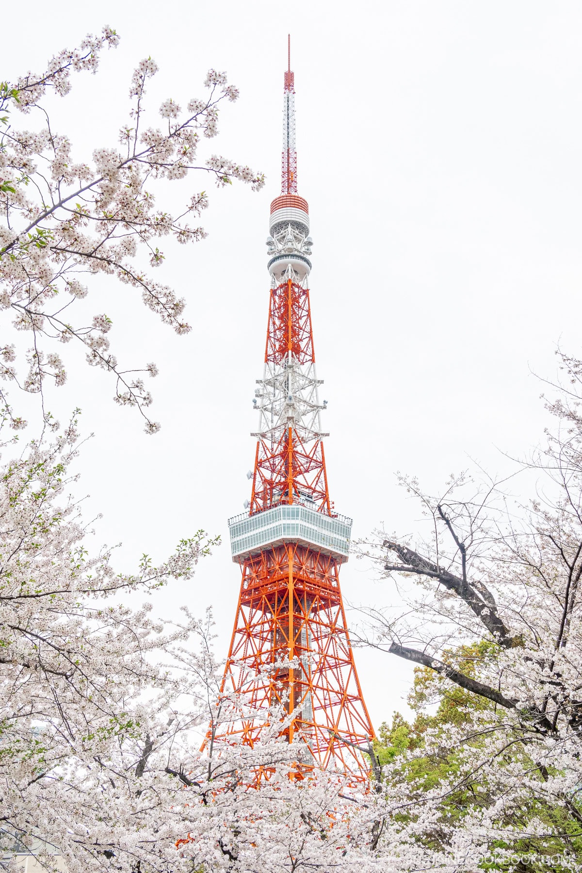 Tokyo Tower surrounded by cherry blossoms