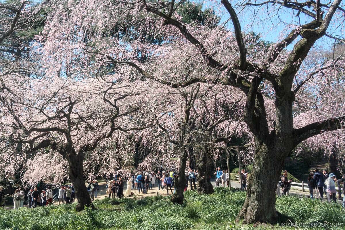 People looking at cherry blossoms