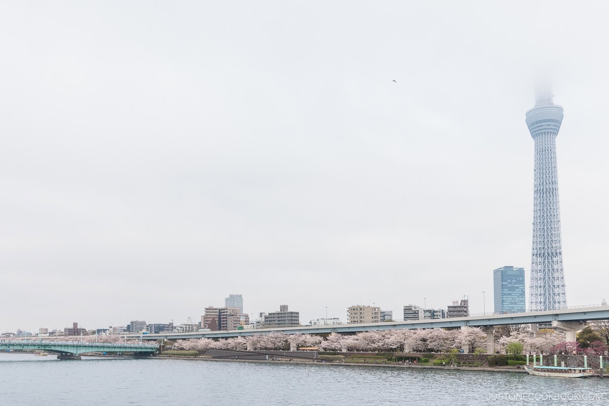 Riverside lined with cherry blossoms and Tokyo Sky Tree