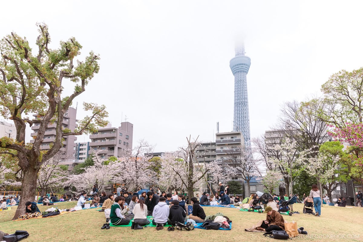 People enjoying picnics under cherry blossoms with Tokyo Sky tree in the background