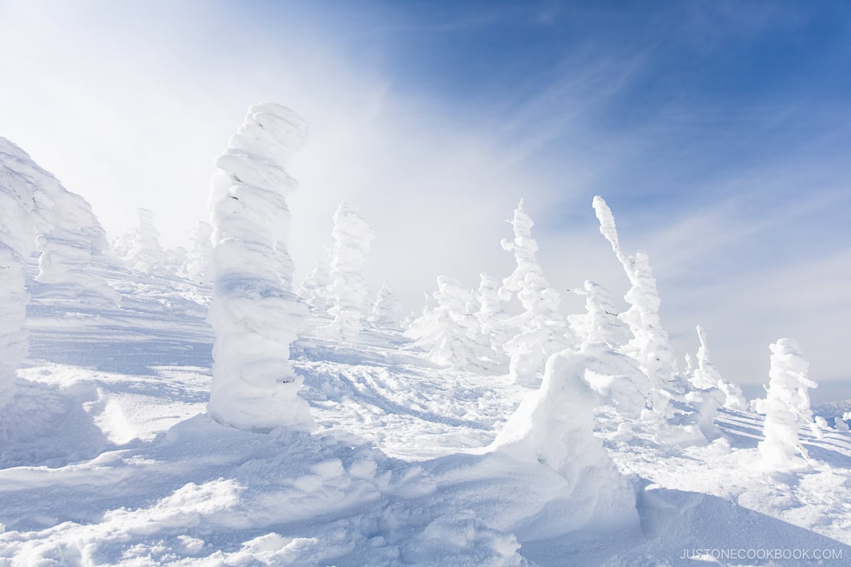 Snow covered trees on a mountain