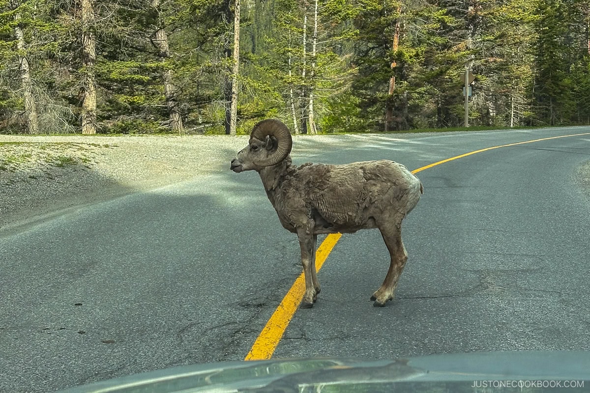 big horn sheep in the middle of the road