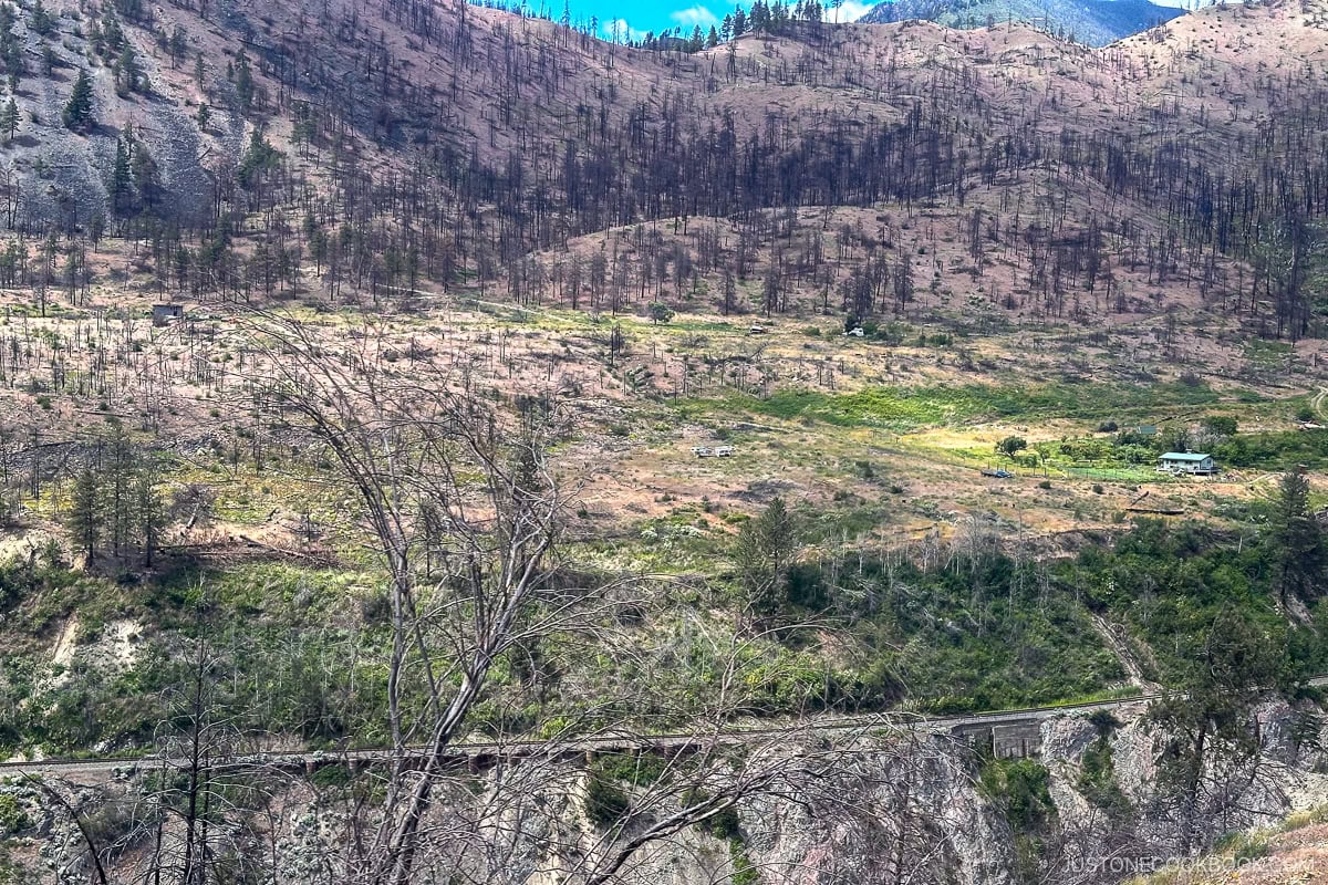 trees burnt by wildfire