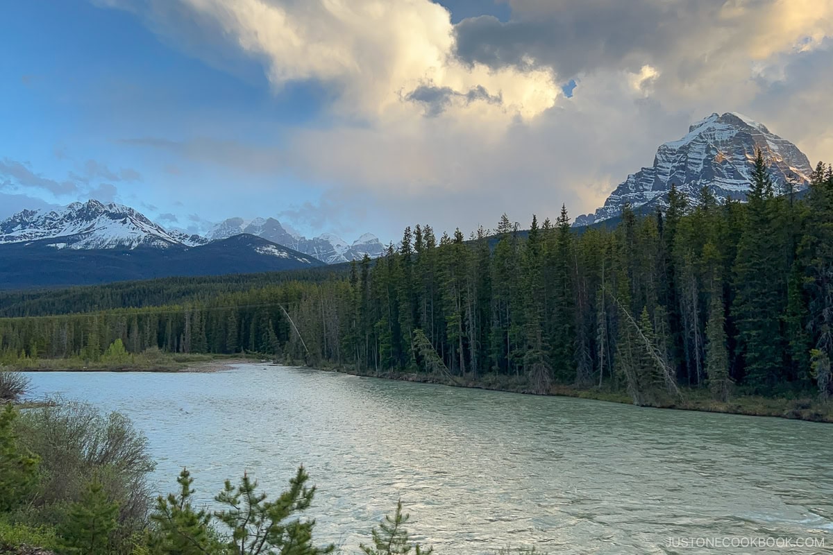 view of Bow River and trees