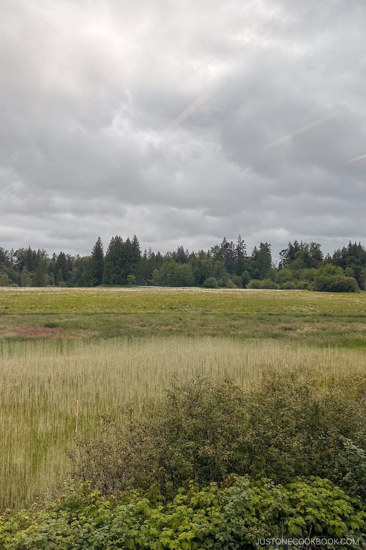 a large field