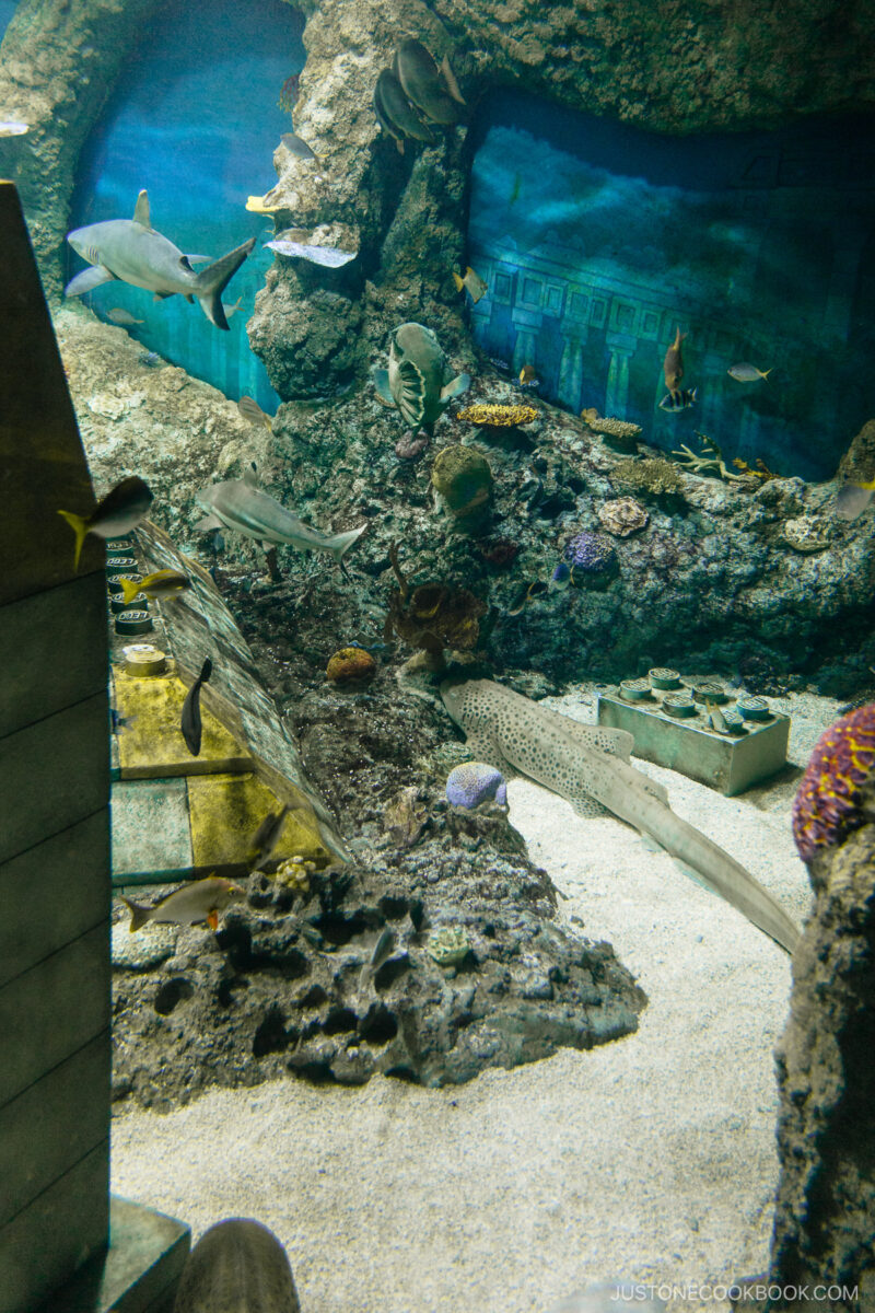 Baby sharks