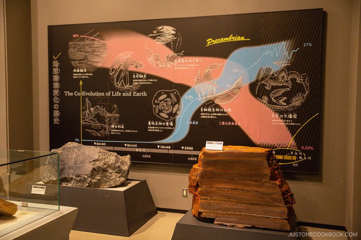 Nagoya City Science Museum evolution of life picture board