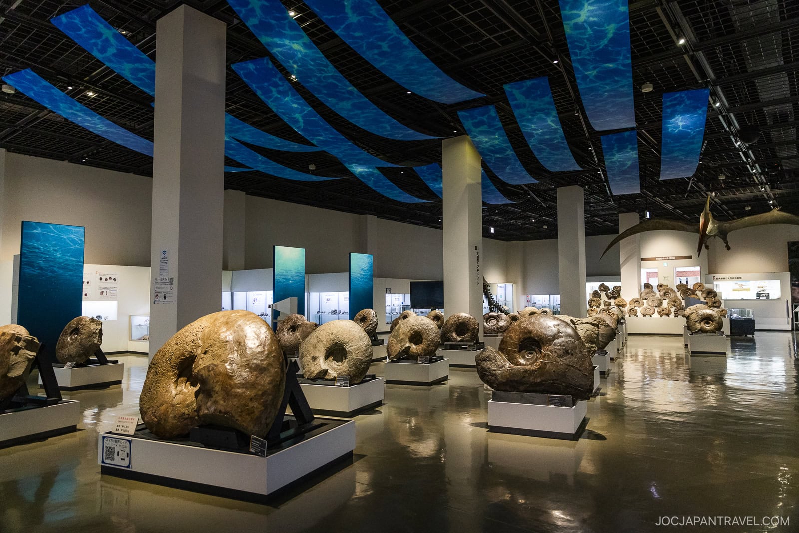 Museum room with large fossils on display